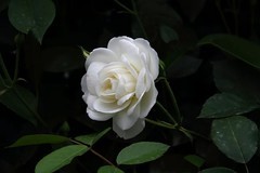 白月季