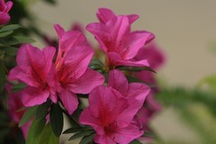 拍摄花卉一（1027）