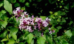 紫色丁香花儿