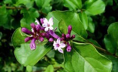 紫色丁香花儿