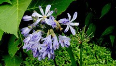 紫色丁香花儿