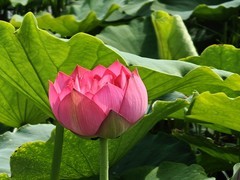 漂亮的荷花一25