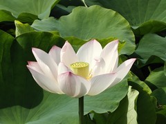 漂亮的荷花一26