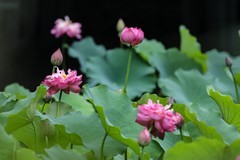 小区荷池4