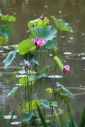 小区荷池4