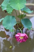 小区荷池4