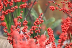 紅红火火【金银忍冬】