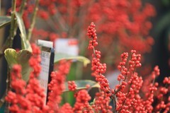 紅红火火【金银忍冬】