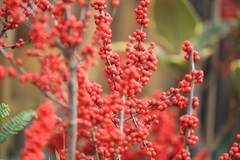 紅红火火【金银忍冬】