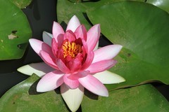 拍摄花卉一（864）