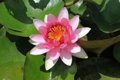 拍摄花卉一（864）