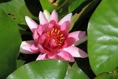 拍摄花卉一（864）