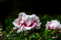 雨后 牡丹