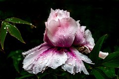 雨后 牡丹