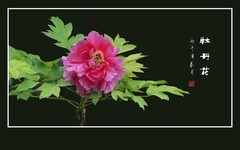 鲜红牡丹花献给劳动者