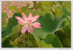 荷花【丙午年-268】