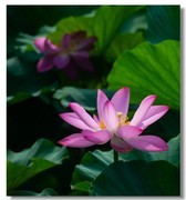 荷花（五十一）