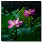 荷花（五十三）