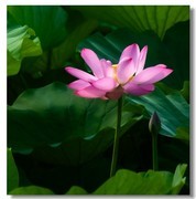 荷花（五十三）
