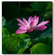荷花（五十三）