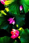 李村河  荷花