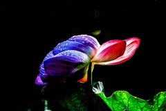 李村河  荷花