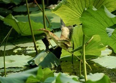 黄尾鳽（44）----幼鸟