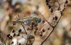 小黄雀（六十三）