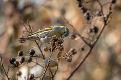 小黄雀（六十三）