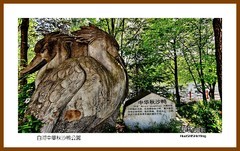 白河中华秋沙鸭公园一独行吉林2025（039）延吉州安图县