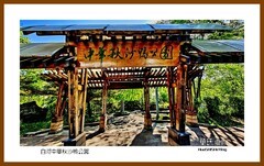 白河中华秋沙鸭公园一独行吉林2025（039）延吉州安图县