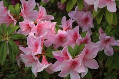 拍摄花卉一（1029）