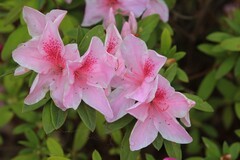 拍摄花卉一（1029）