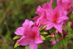 拍摄花卉一（1029）