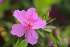 拍摄花卉一（1030）