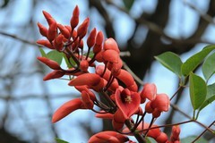 拍摄花卉一（1030）
