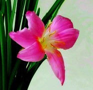 1572【不老松：纪实摄影】我家养的韭菜莲开花啦！