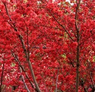 1570【不老松：纪实摄影】红艳艳的碧桃花！ (3)