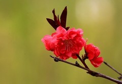 1570【不老松：纪实摄影】红艳艳的碧桃花！ (3)