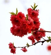 1570【不老松：纪实摄影】红艳艳的碧桃花！ (3)