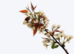 1571【不老松：纪实摄影】梨花！ (7)梨花白如雪，花蕊艳红芳！