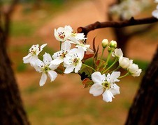 1571【不老松：纪实摄影】梨花！ (7)梨花白如雪，花蕊艳红芳！