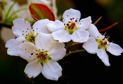 1571【不老松：纪实摄影】梨花！ (7)梨花白如雪，花蕊艳红芳！