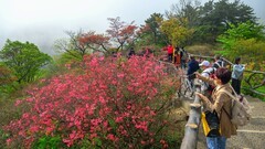 大别山中红杜鹃