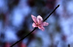 桃花 (8)