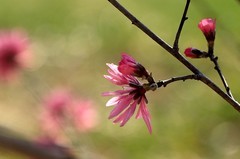 桃花 (8)