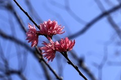 桃花 (8)