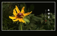 银毫茎叶披银毫，金光菊花闪金光