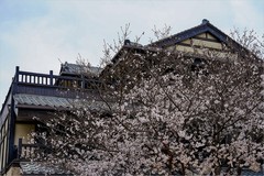 2026年第0518贴 -无锡拈花湾旅拍（0729）
