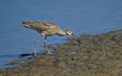 北戴河湿地的鸟儿们（5）-----大杓鹬